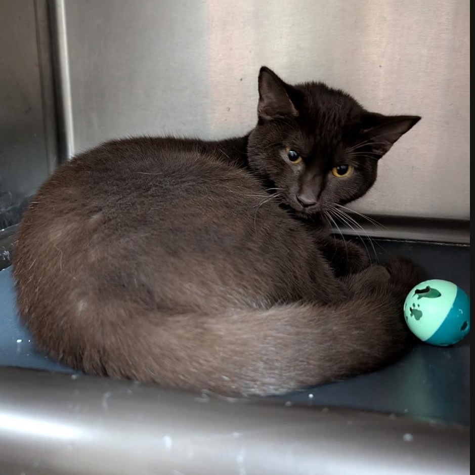 Enlarge Hazelnut, a Adopted mixed breed in Wilmington, OH image 2/2