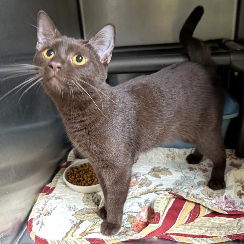 Hazelnut, Adopted, Young Female Havana.