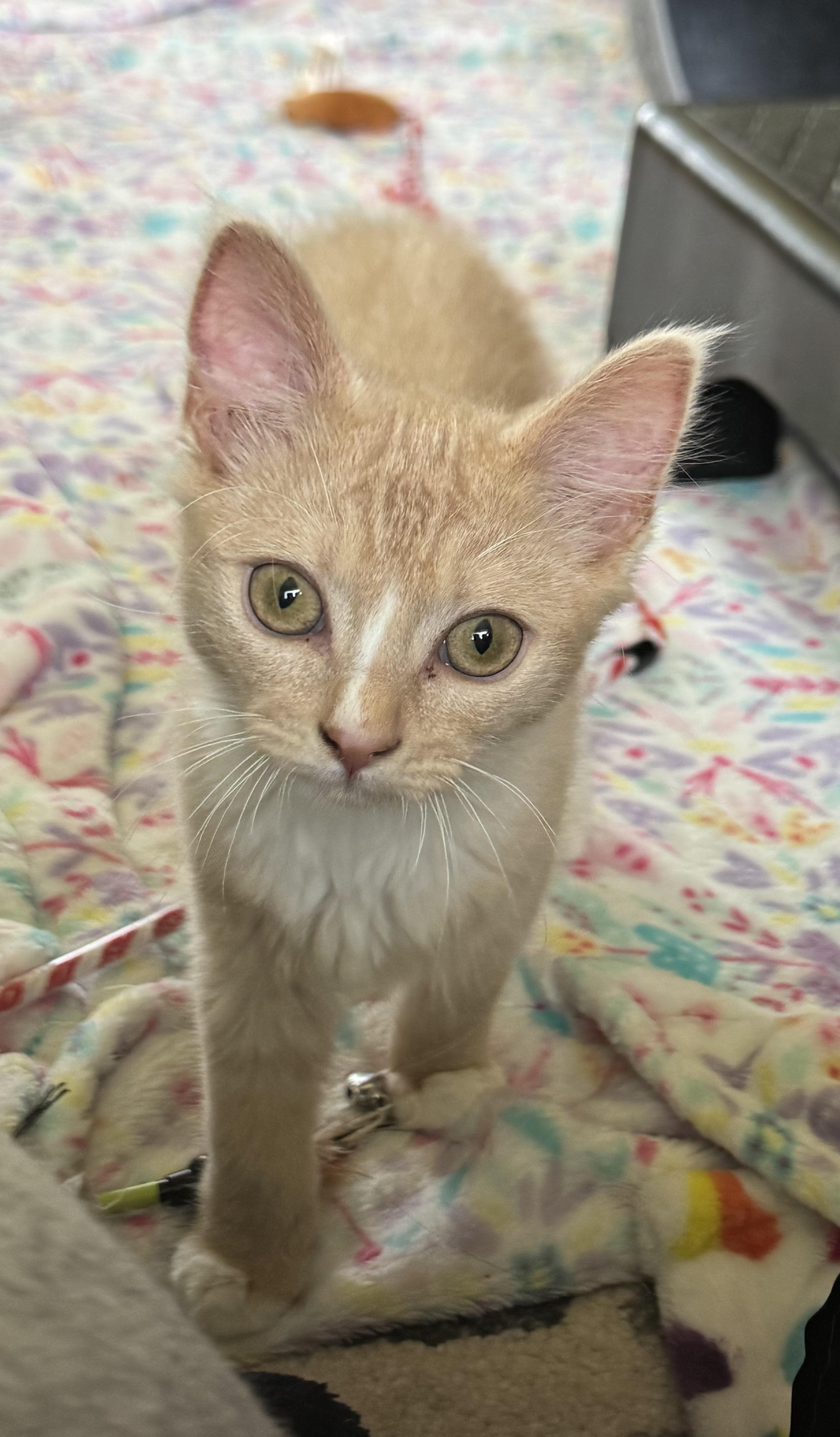 Enlarge South Parker, a Adoptable Domestic Medium Hair in Wasilla, AK image 1/1