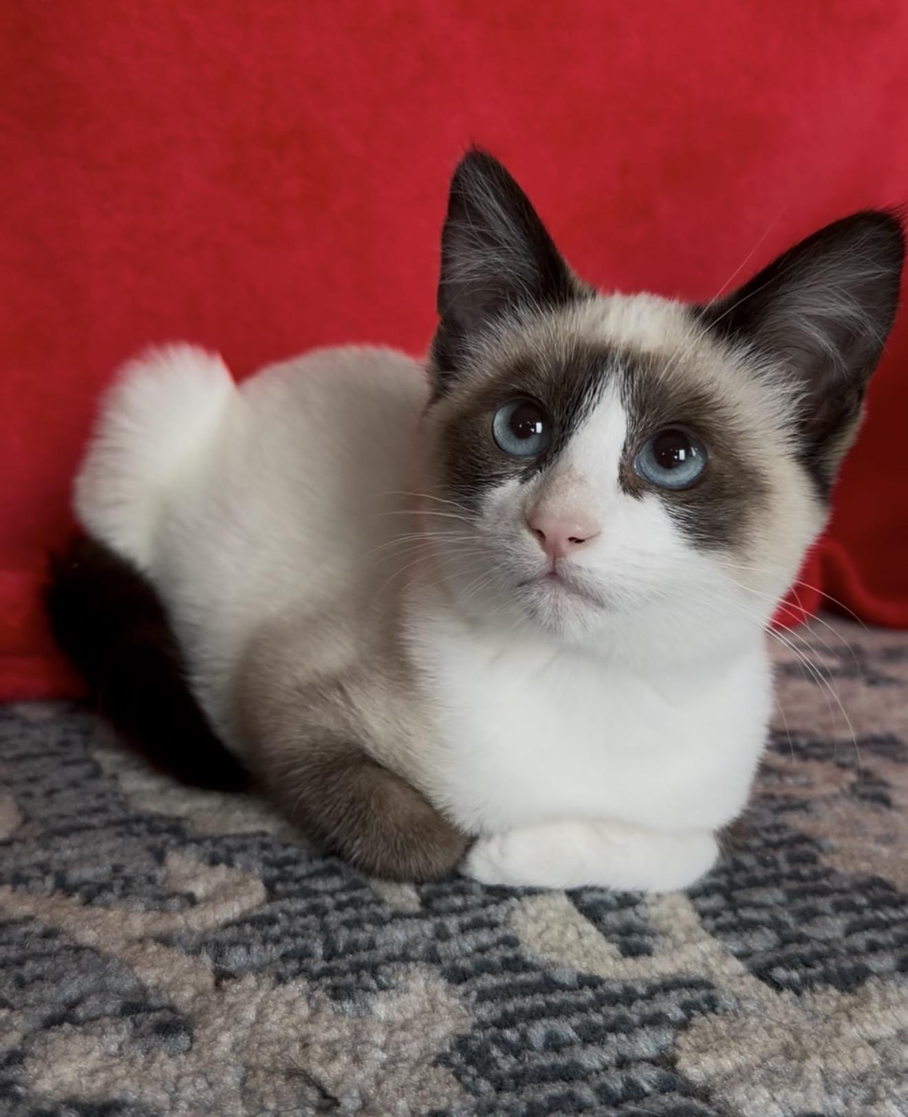 Kittie Millie, a ADOPTABLE mixed breed in San Rafael, CA image 1/6