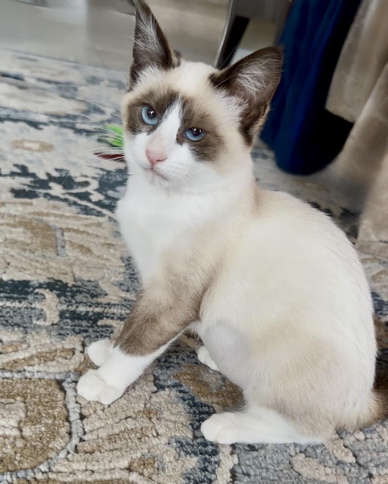 Kittie Millie, a ADOPTABLE mixed breed in San Rafael, CA image 3/6