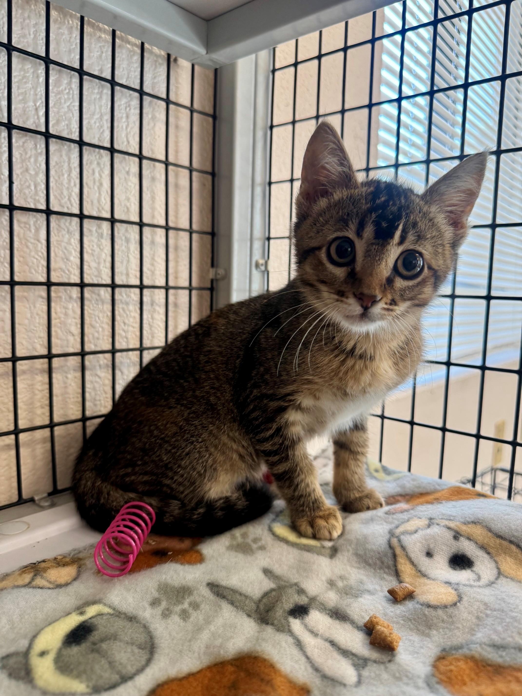 Lizzy, adopted, Kitten Female Domestic Short Hair.