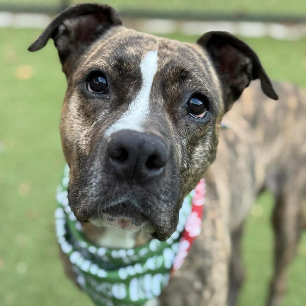 Honey Lemon, a Adoptable mixed breed in Greensboro, NC image 1/6