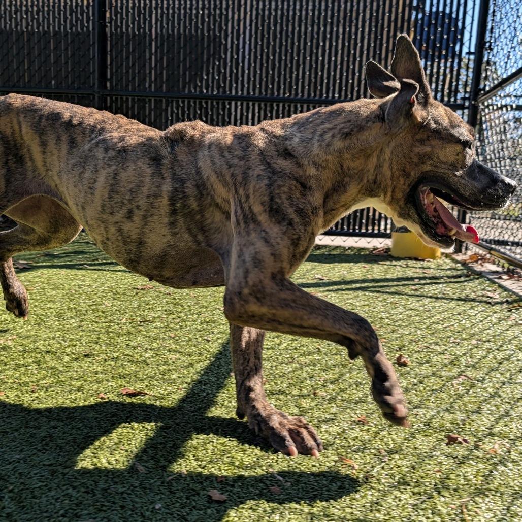 Honey Lemon, a Adoptable mixed breed in Greensboro, NC image 2/6