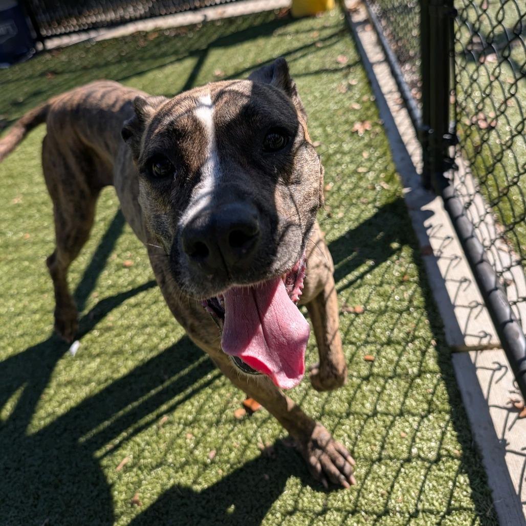 Honey Lemon, a Adoptable mixed breed in Greensboro, NC image 3/6