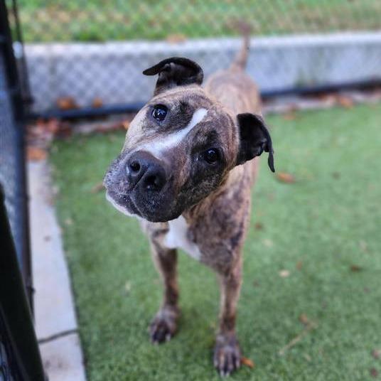 Honey Lemon, a Adoptable mixed breed in Greensboro, NC image 4/6