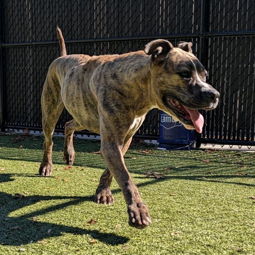 Honey Lemon, a Adoptable mixed breed in Greensboro, NC image 5/6