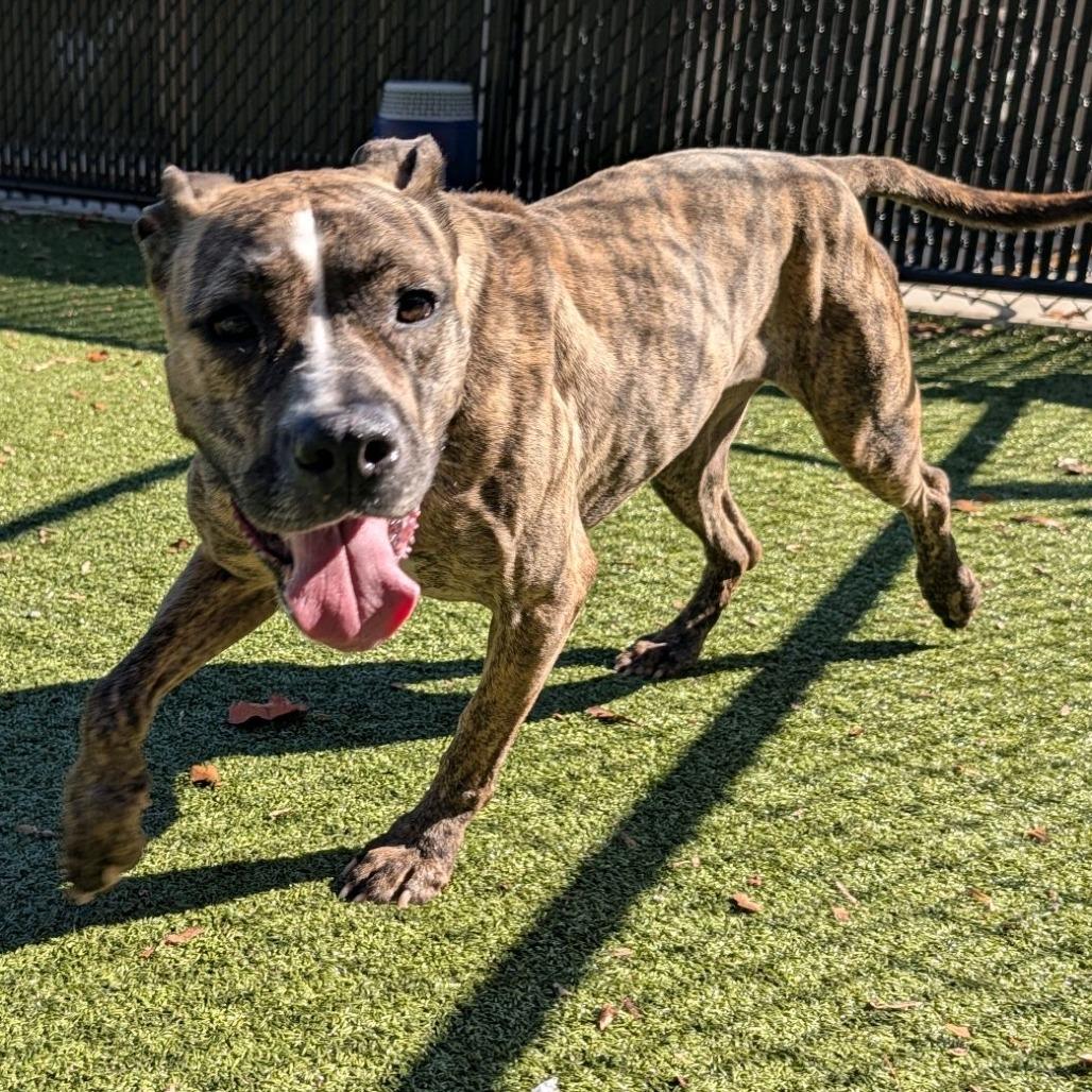 Honey Lemon, a Adoptable mixed breed in Greensboro, NC image 6/6