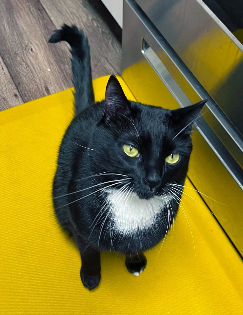 Monte, Adopted, Young Male Domestic Short Hair & Tuxedo.