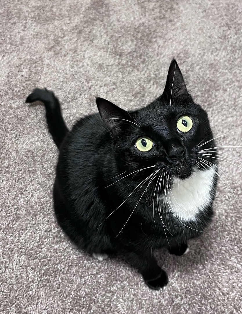 Enlarge Monte, a Adopted mixed breed in Steilacoom, WA image 2/3