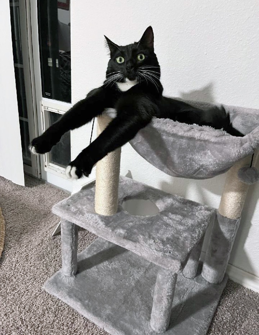 Enlarge Monte, a Adopted mixed breed in Steilacoom, WA image 3/3