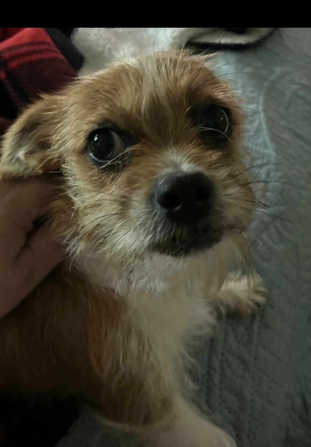 Zelda, ADOPTABLE, Adult Female Norwich Terrier.