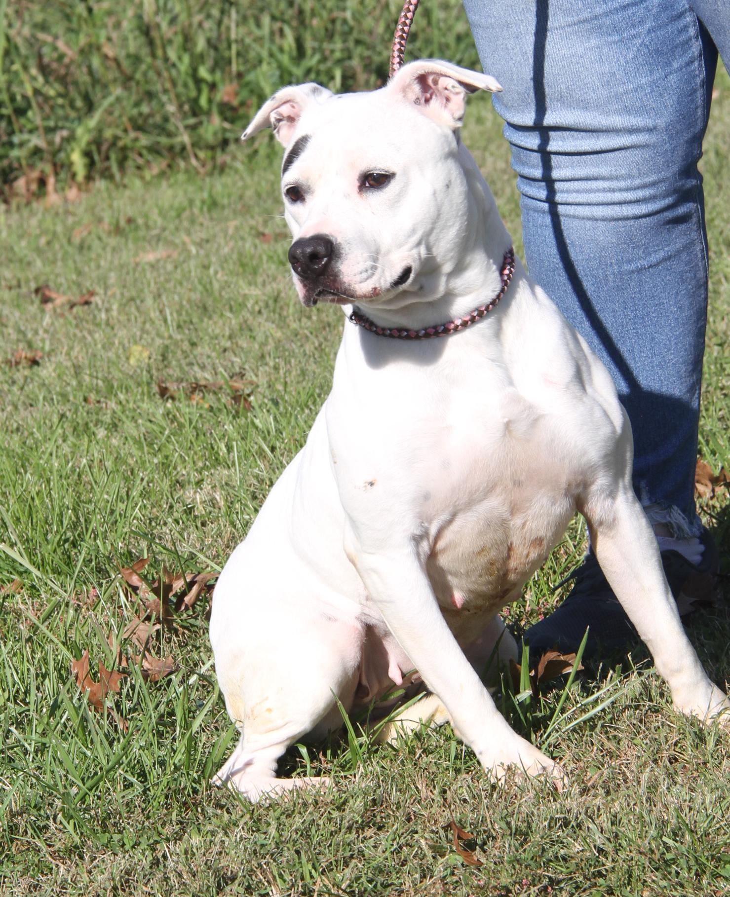 Savannah (Spayed) (Photos 10/11/2025)