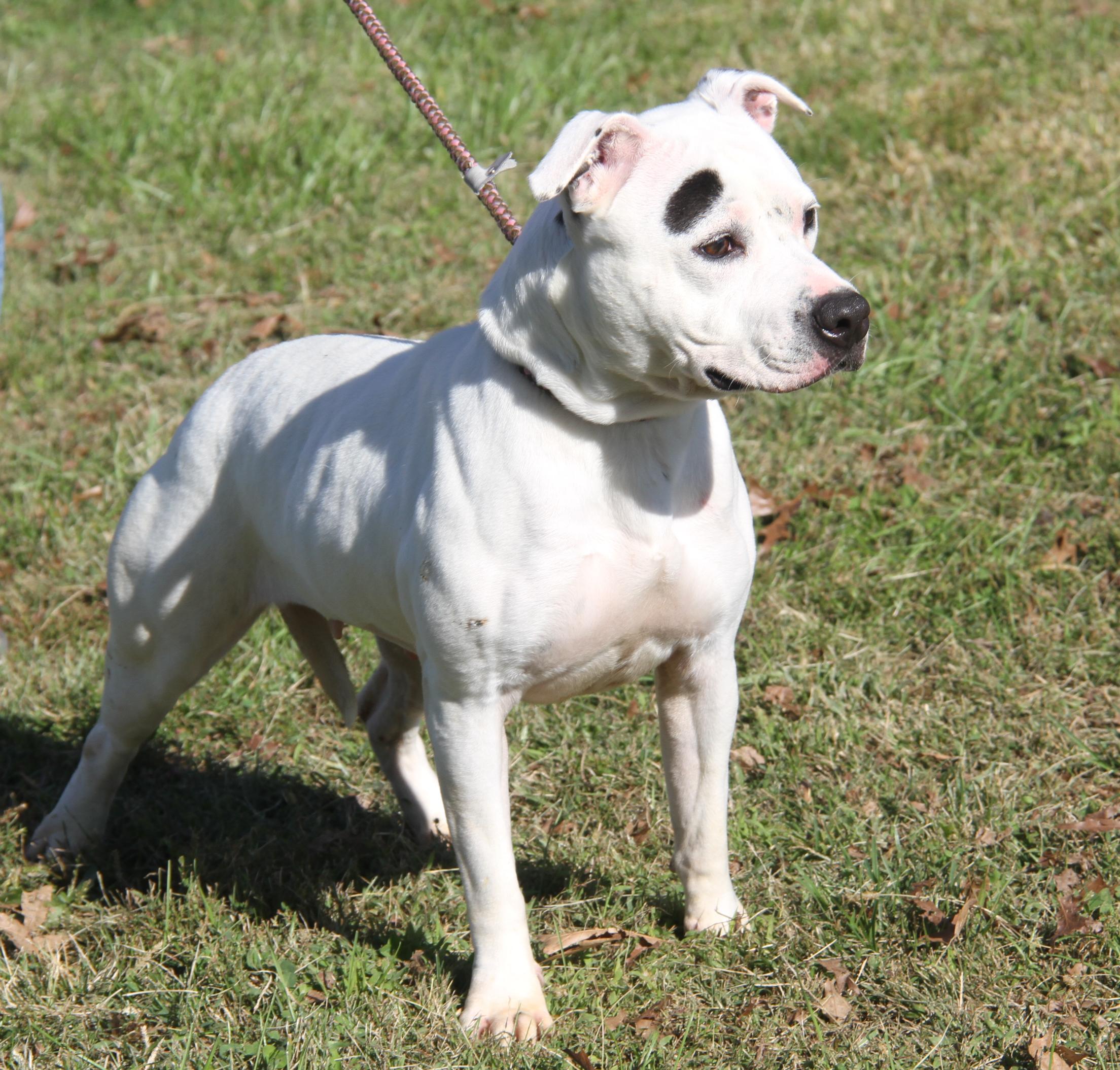 Savannah (Spayed) (Photos 10/11/2025)