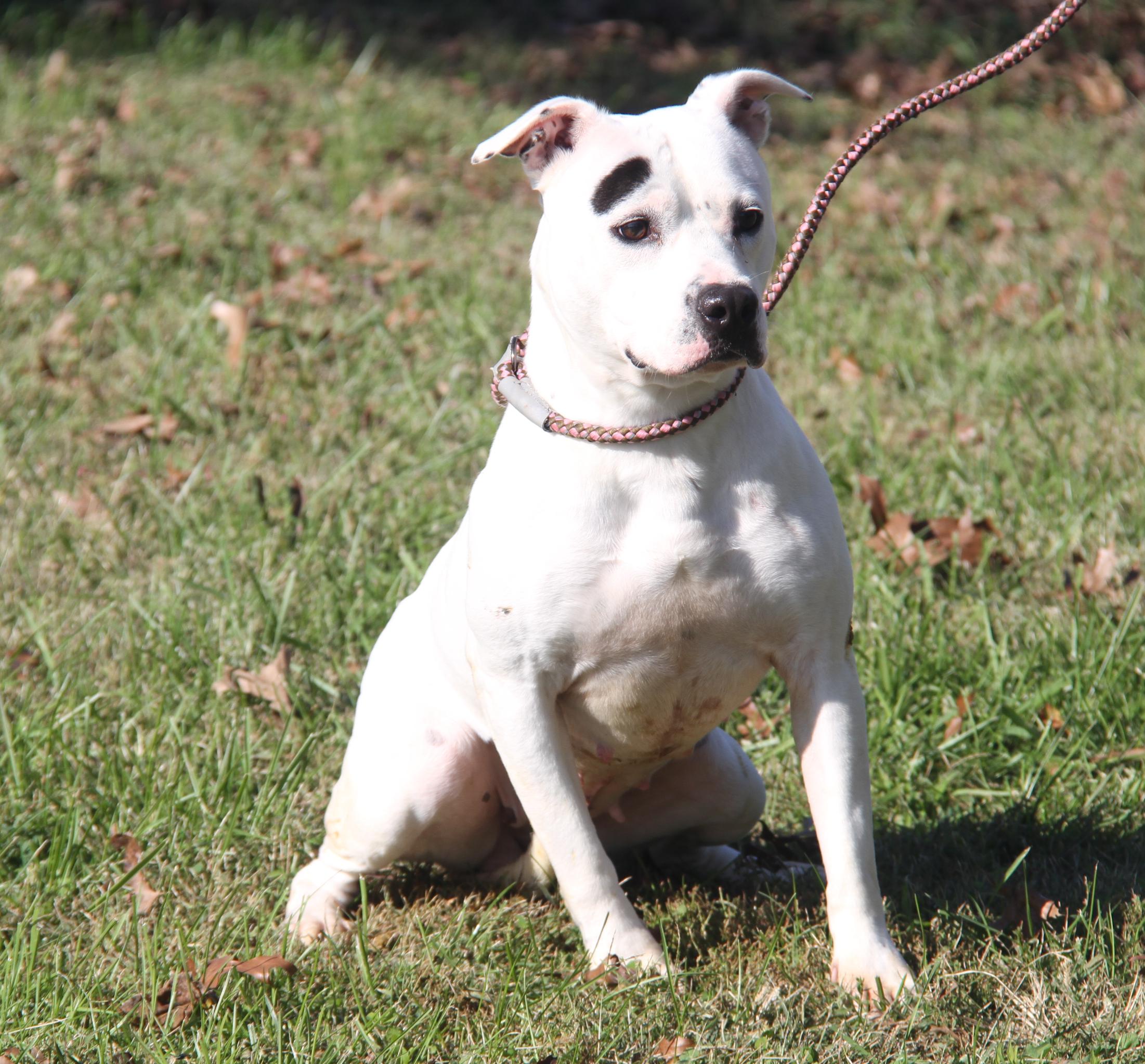 Savannah (Spayed) (Photos 10/11/2025)