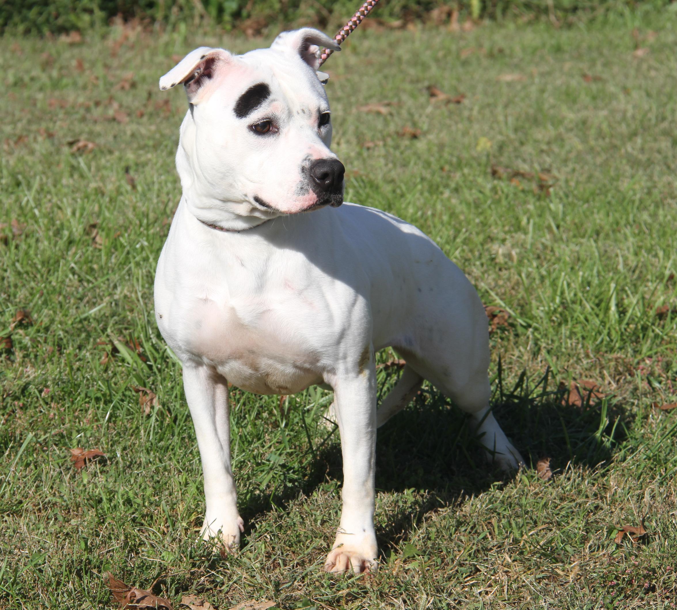 Savannah (Spayed) (Photos 10/11/2025)