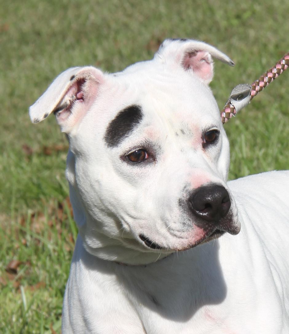 Savannah (Spayed) (Photos 10/11/2025)