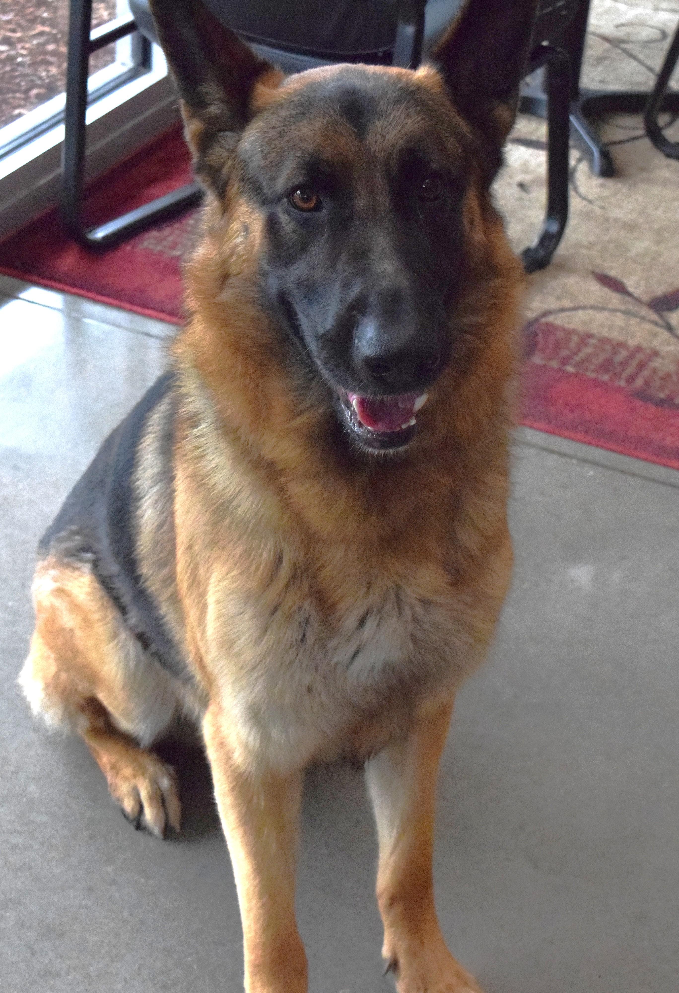 22231, ADOPTABLE, Adult Male German Shepherd Dog.