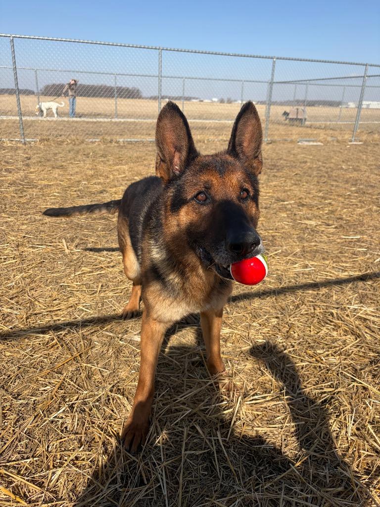 Milo, Adopted, Adult Male German Shepherd Dog.
