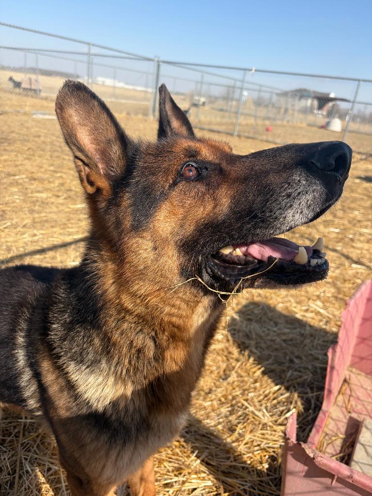 Enlarge Milo, a Adopted German Shepherd Dog in Portland, IN image 2/5