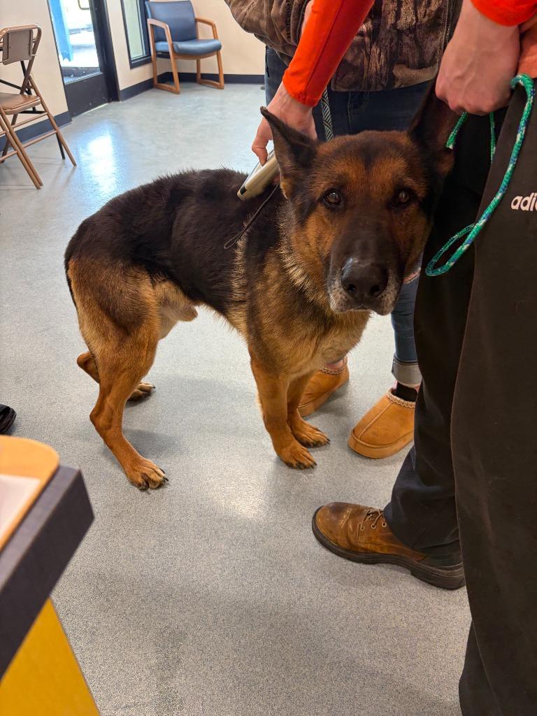 Enlarge Milo, a Adopted German Shepherd Dog in Portland, IN image 3/5