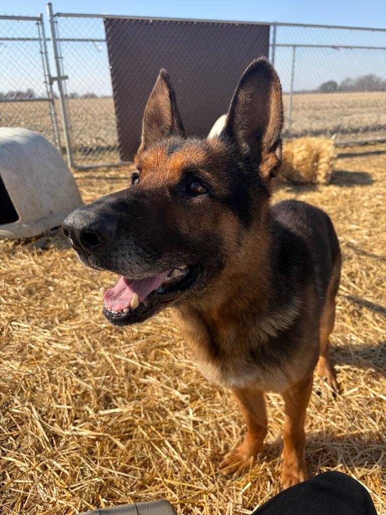 Enlarge Milo, a Adopted German Shepherd Dog in Portland, IN image 4/5