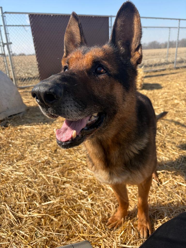 Enlarge Milo, a Adopted German Shepherd Dog in Portland, IN image 5/5