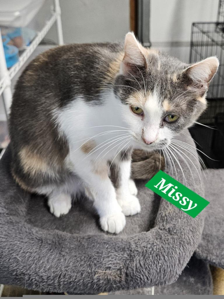 Enlarge Missy, a Adoptable mixed breed in Manchester, TN image 1/1