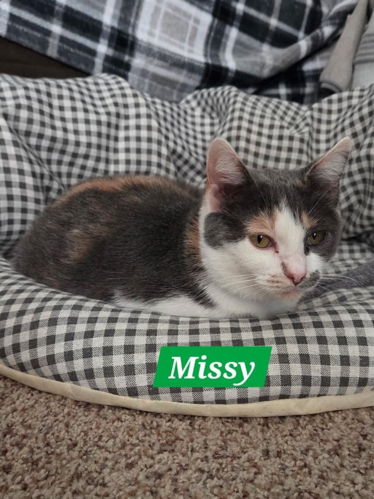 Enlarge Missy, a Adoptable mixed breed in Manchester, TN image 2/2