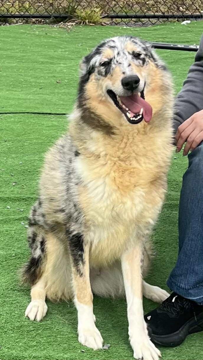 Winnie, Adopted, Adult Female Collie.