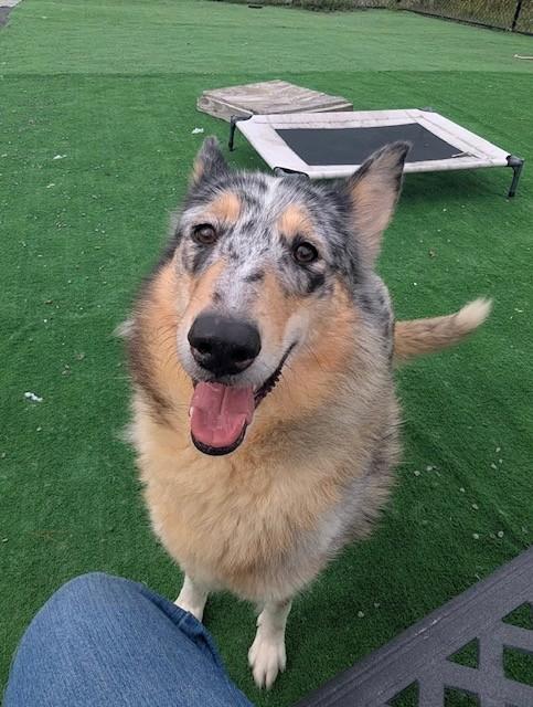 Enlarge Winnie, a Adopted Collie in Oakland, MD image 2/4