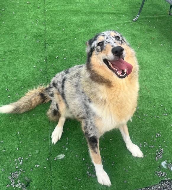 Enlarge Winnie, a Adopted Collie in Oakland, MD image 3/4