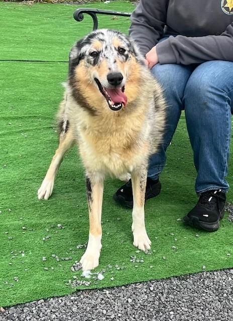 Enlarge Winnie, a Adopted Collie in Oakland, MD image 4/4