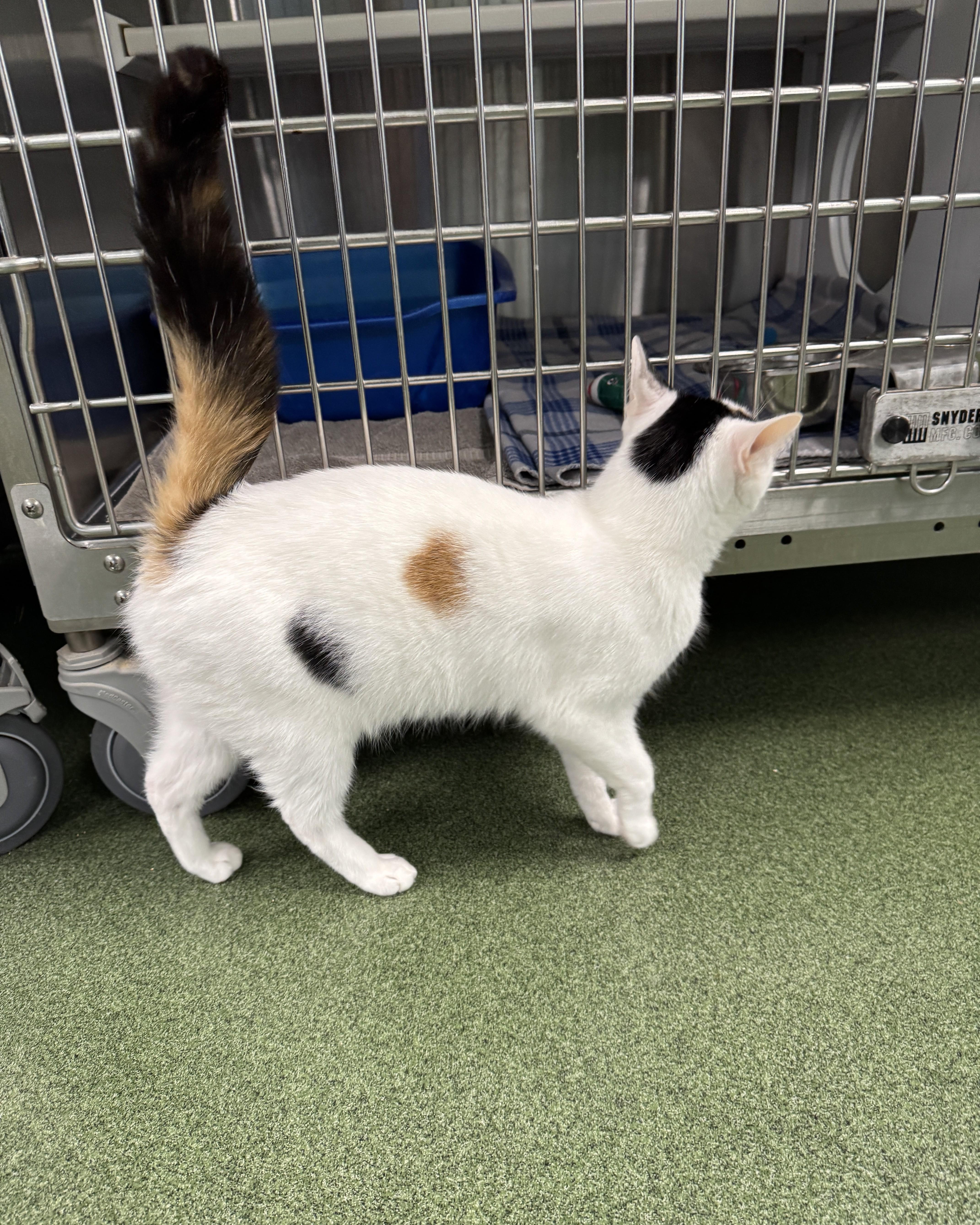 Butterscotch, an adopted Domestic Short Hair in Seneca, PA image 3/3
