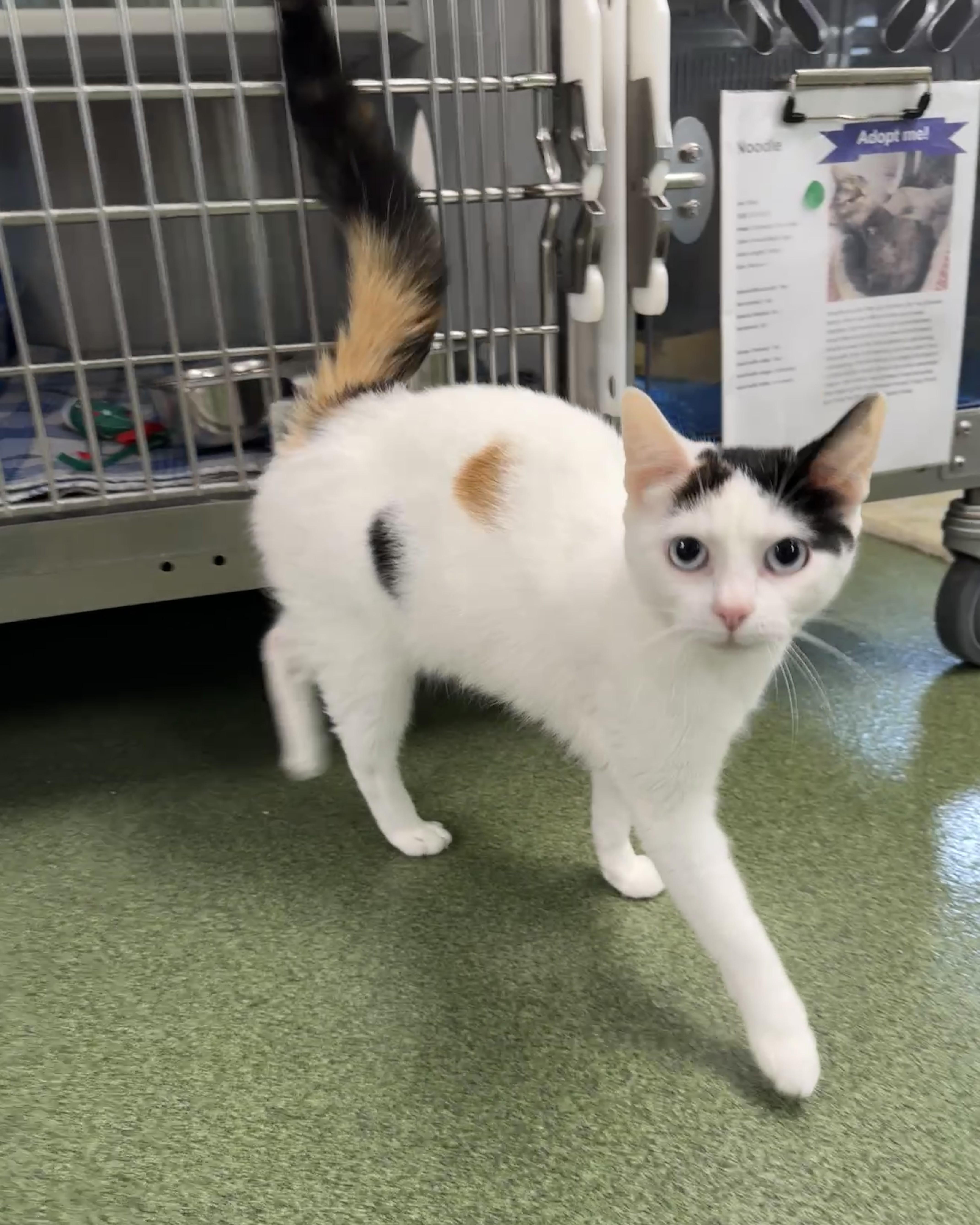 Butterscotch, adopted, Young Female Domestic Short Hair.