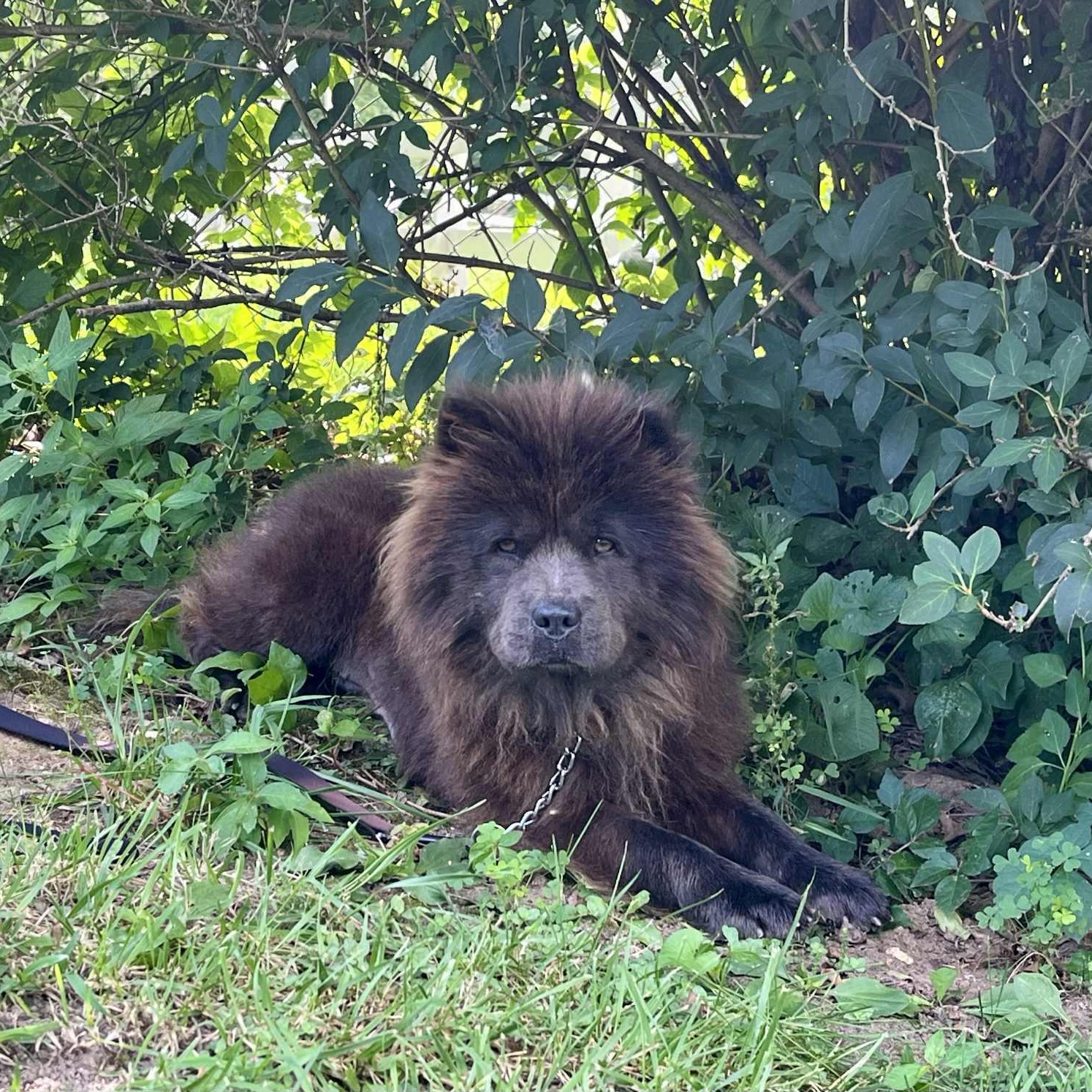 Joy, Adopted, Young Female Chow Chow.