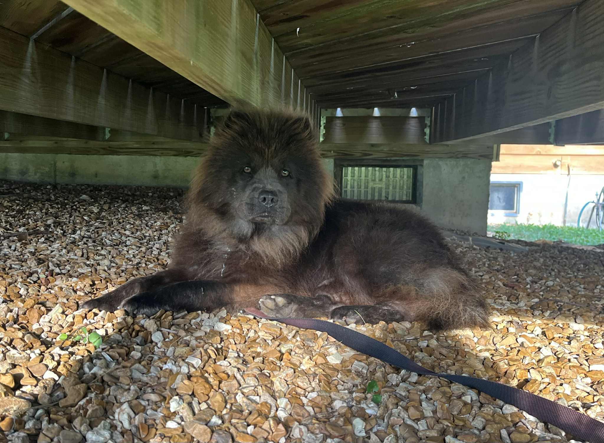 Enlarge Joy, a Adopted Chow Chow in Franklin, TN image 3/6