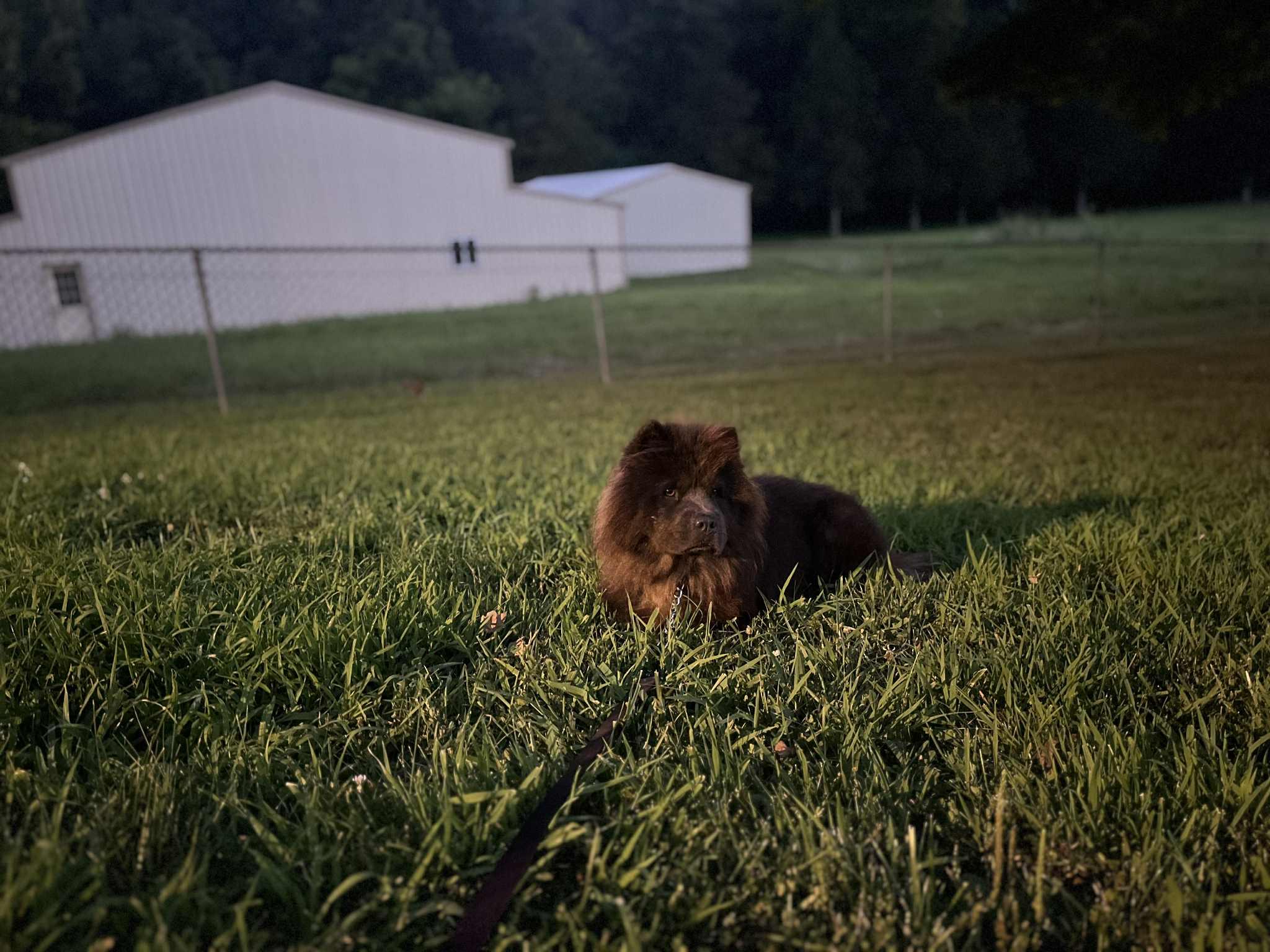 Enlarge Joy, a Adopted Chow Chow in Franklin, TN image 4/6