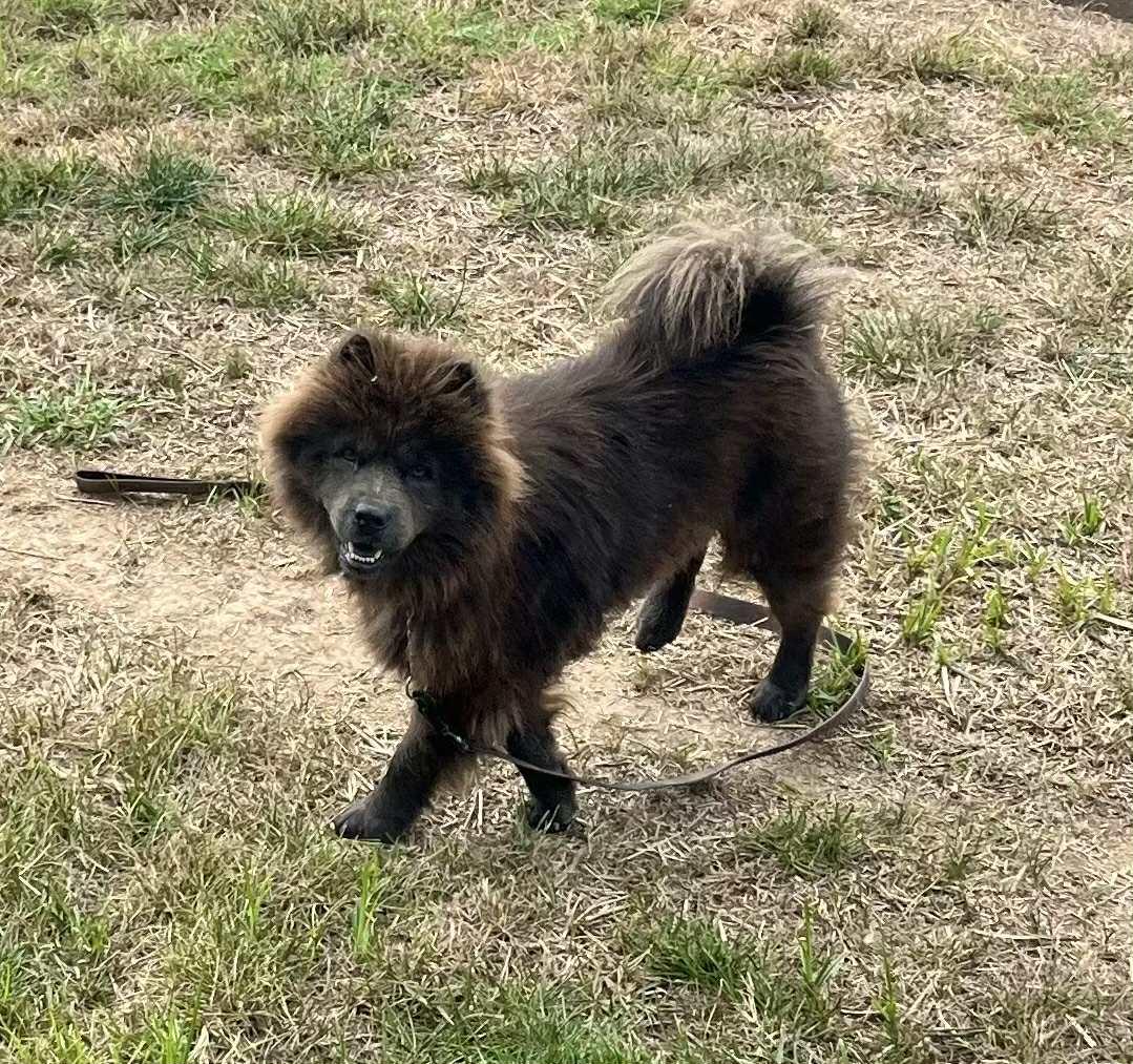 Enlarge Joy, a Adopted Chow Chow in Franklin, TN image 5/6