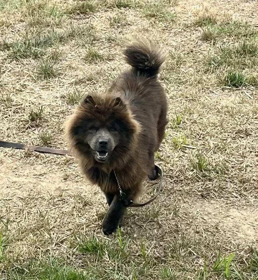 Enlarge Joy, a Adopted Chow Chow in Franklin, TN image 6/6