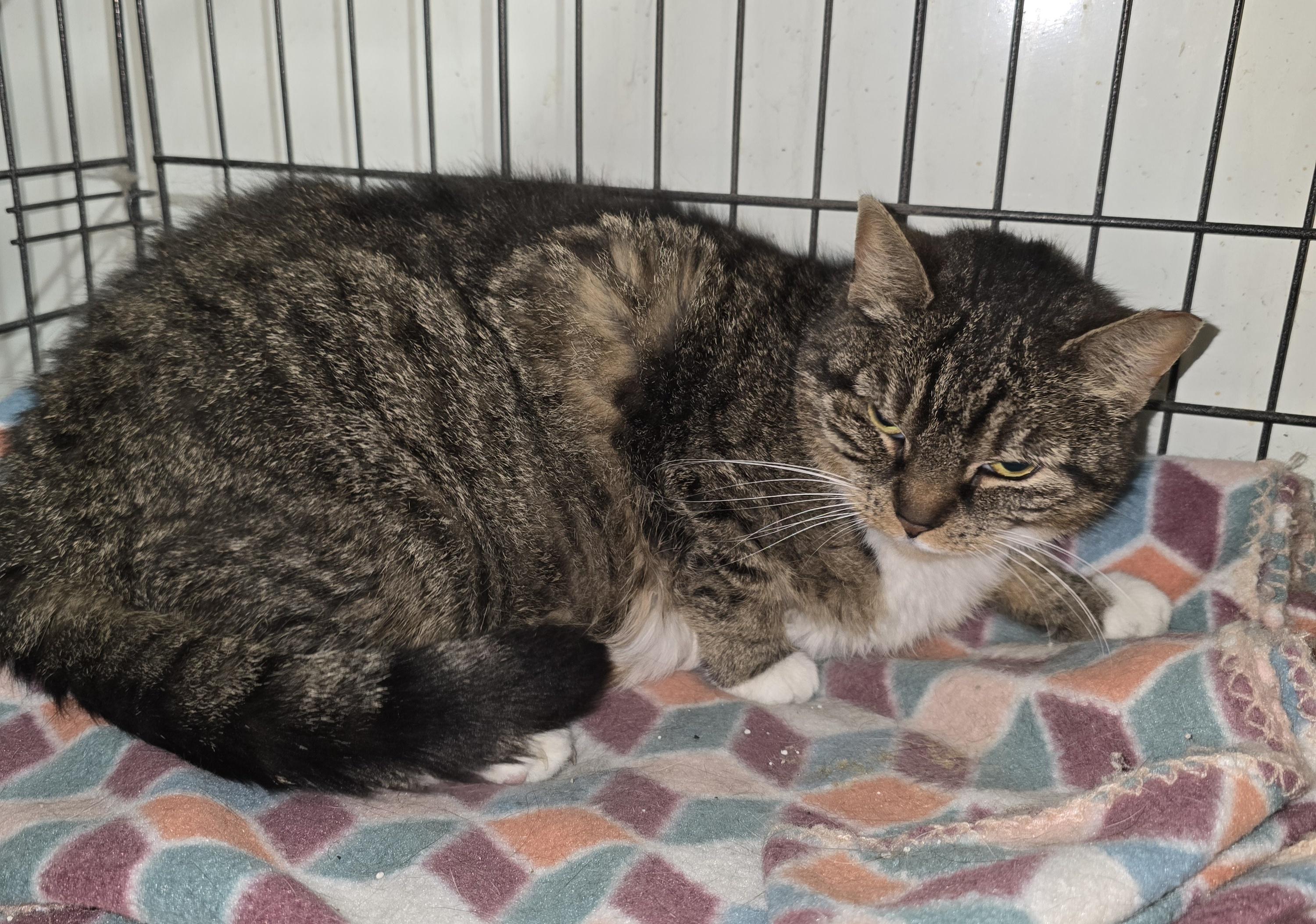 Ingrid - Barn/Working Cat (Sponsored Fee), Adult Female unknown