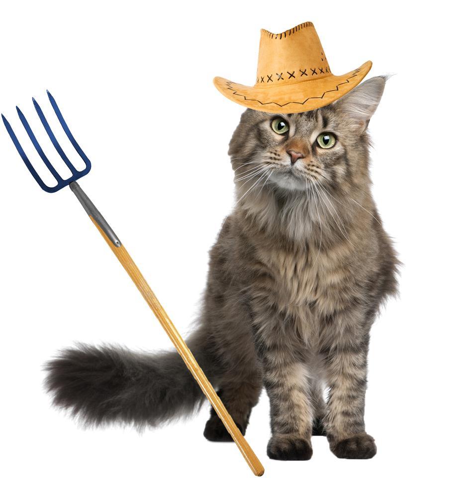 Ingrid - Barn/Working Cat (Sponsored Fee) photo 3