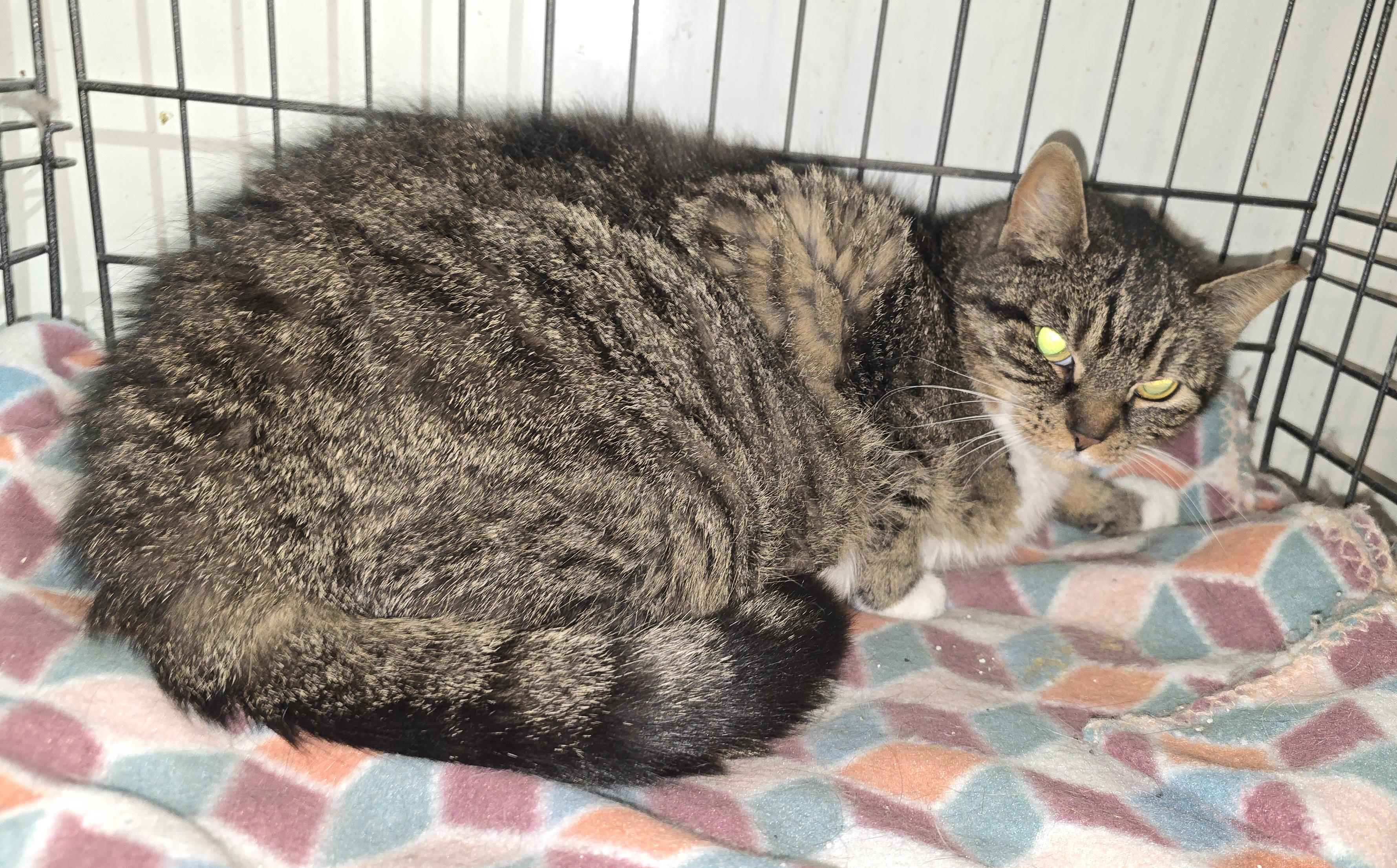 Ingrid - Barn/Working Cat (Sponsored Fee), a Adoptable Domestic Short Hair in Nottingham, MD image 3/6