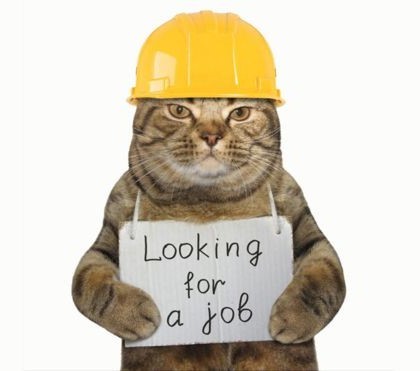 Ingrid - Barn/Working Cat (Sponsored Fee) photo 2