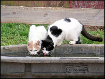 Ingrid - Barn/Working Cat (Sponsored Fee), a Adoptable Domestic Short Hair in Nottingham, MD image 5/6