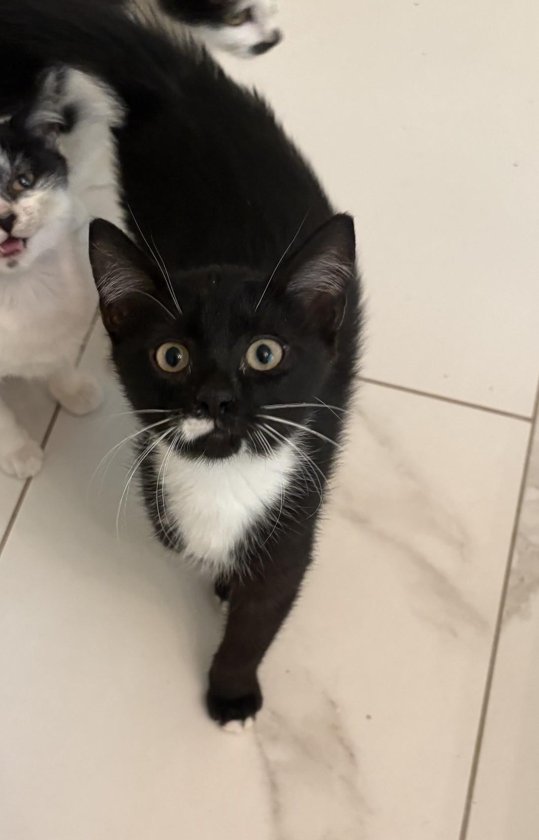 Maybeline, adopted, Young Female Tuxedo.