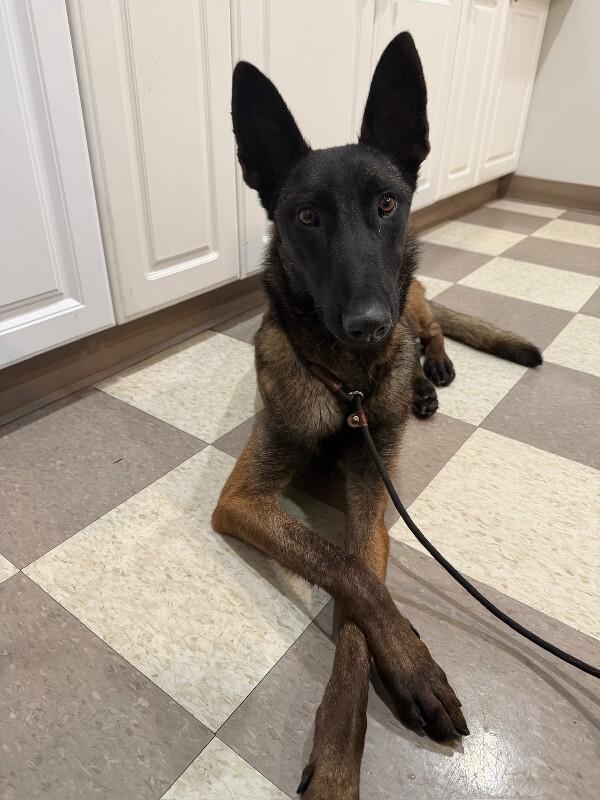 Magenta, Adoptable, Adult Female Belgian Shepherd / Malinois.