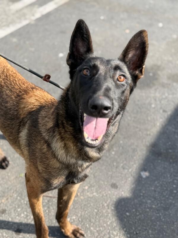 Enlarge Magenta, a Adoptable Belgian Shepherd / Malinois in Manhattan Beach, CA image 2/5