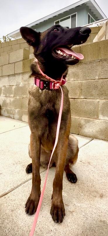 Enlarge Magenta, a Adoptable Belgian Shepherd / Malinois in Manhattan Beach, CA image 3/5