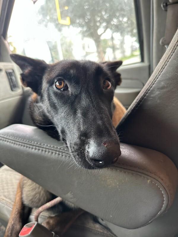 Enlarge Magenta, a Adoptable Belgian Shepherd / Malinois in Manhattan Beach, CA image 4/5